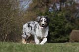 BERGER AUSTRALIEN PUPPIES 381